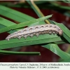 chazara persephone larva l3 daghestan 1